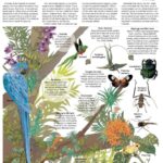 This infographic highlights the extraordinary biodiversity and unique adaptations found in the tropical rainforest canopy, a vital ecosystem under threat from human activities.