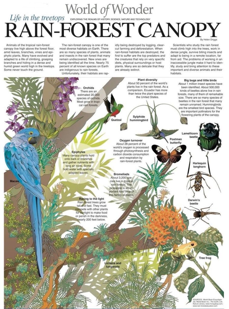 This infographic highlights the extraordinary biodiversity and unique adaptations found in the tropical rainforest canopy, a vital ecosystem under threat from human activities.