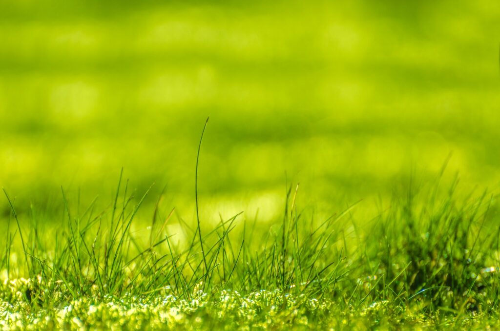 A close-up of lush green grass symbolizes the environmental goals of EU green funds — but raises questions about how such funds are being used to support weapons manufacturing.